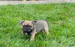 French Bulldog dogs for sale: Joy - Image 5