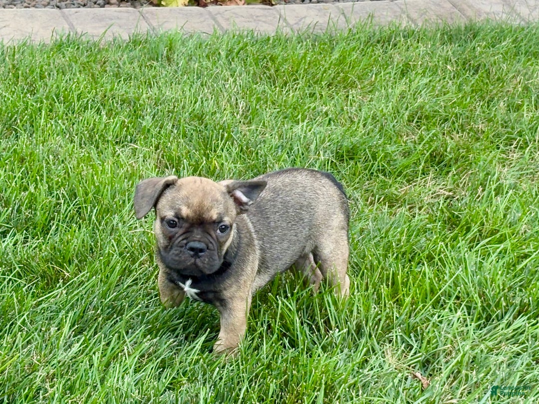 French Bulldog dogs for sale: Joy - Image 5