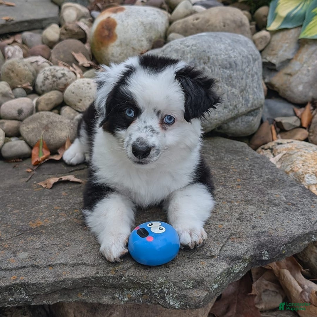 Miniature Australian Shepherd dogs for sale: Axel Toy - Image 31