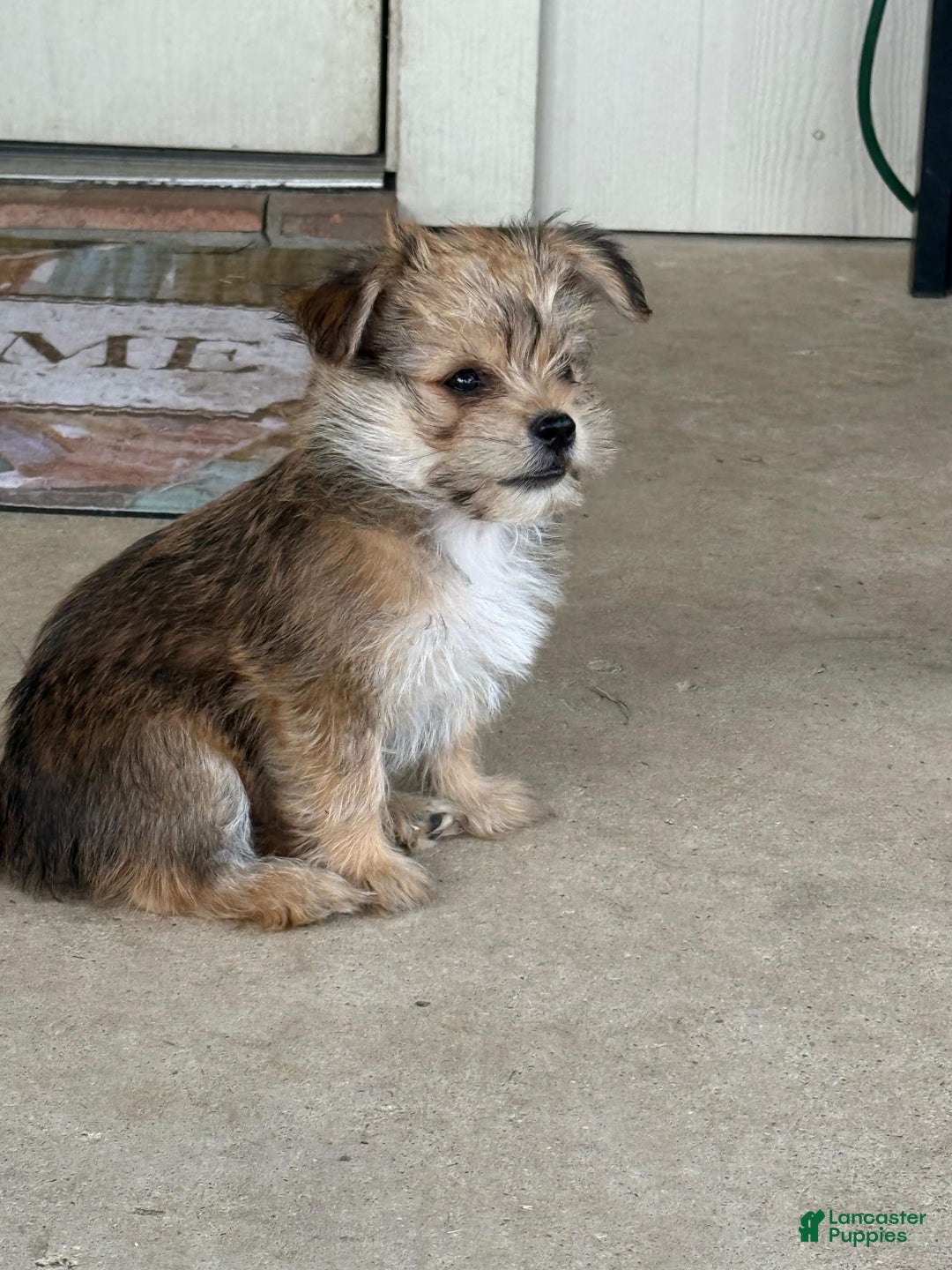 Pomeranian dogs for sale: Kira - Image 1