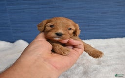 Cavapoo dogs for sale: King - Image 5