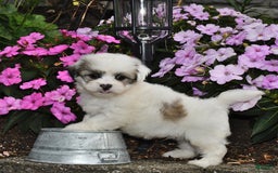 Teddy Bear dogs for sale: Spot - Image 2