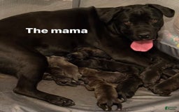 Cane Corso dogs for sale: Feisty - Image 3