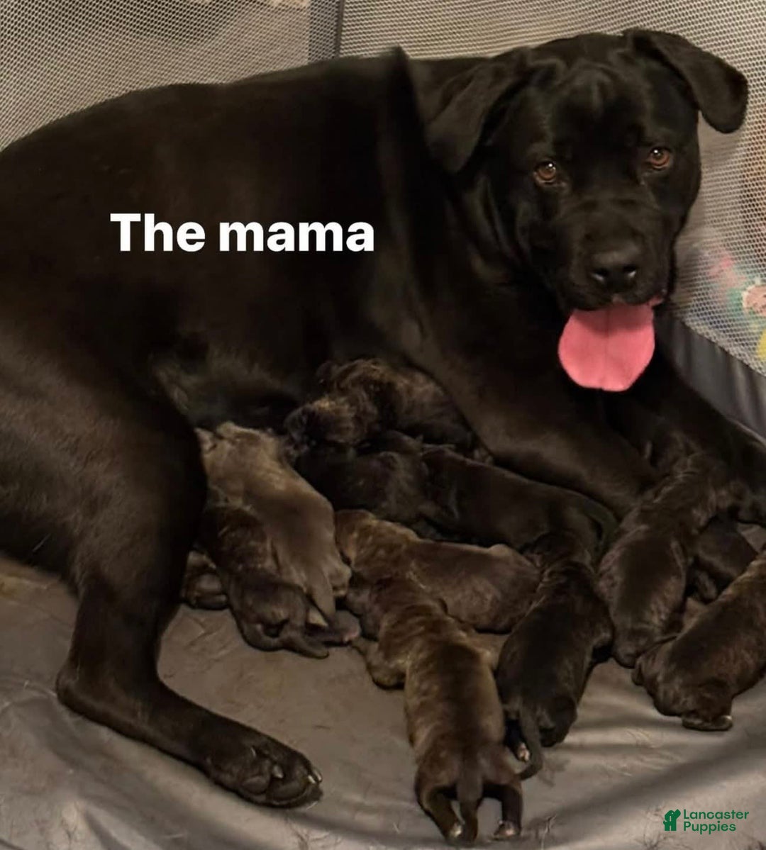 Cane Corso dogs for sale: Feisty - Image 3
