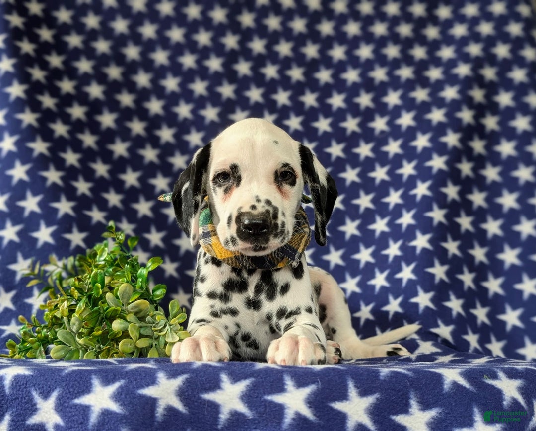 Dalmatian dogs for sale: Landen - Image 9