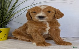 Goldendoodle dogs for sale: Parker - Image 7