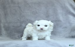 Maltese dogs for sale: Kai - Image 2