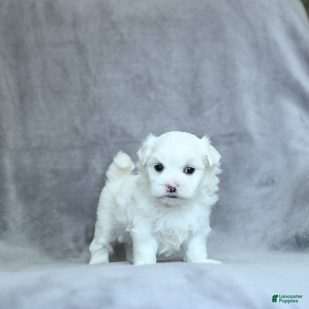 Maltese dogs for sale: Kai - Image 2