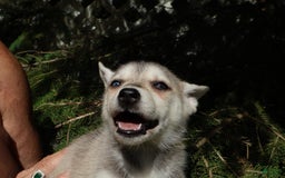 Gerberian Shepsky dogs for sale: Fawn - Image 1