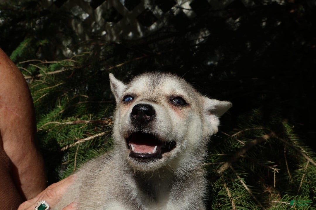 Gerberian Shepsky dogs for sale: Fawn - Image 1