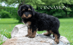 Bernedoodle dogs for sale: Cinnamon - Image 7