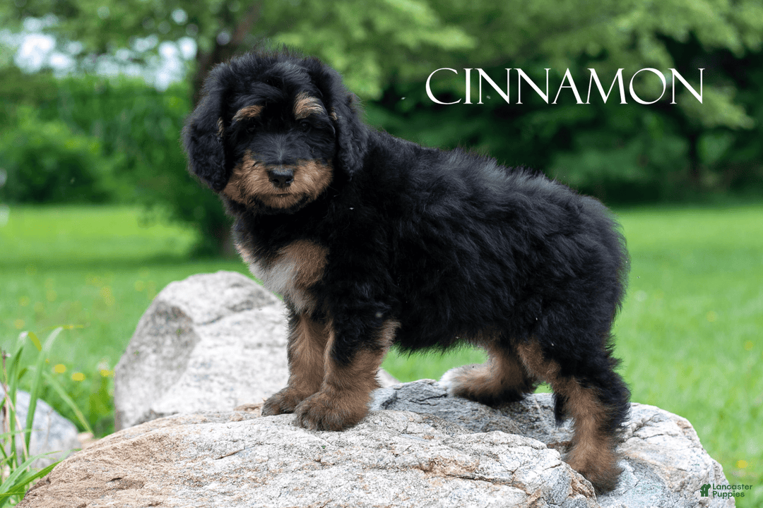 Bernedoodle dogs for sale: Cinnamon - Image 7