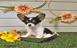Papillon dogs for sale: Leo - Image 14