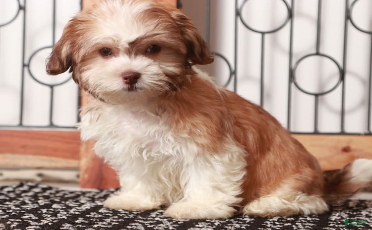 Teddy Bear dogs for sale - Ad 1