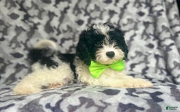 Cavapoo dogs for sale: Luke - Image 3