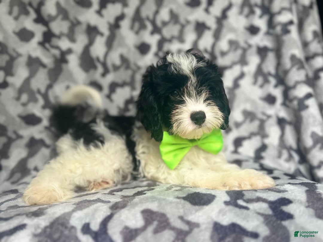 Cavapoo dogs for sale: Luke - Image 3