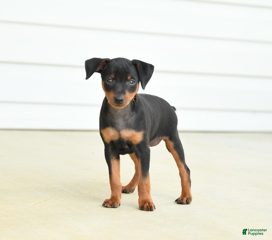 Miniature Pinscher dogs for sale: Hazelnut - Image 2