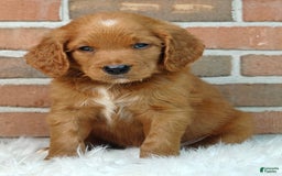 Goldendoodle dogs for sale: Ranger - Image 12