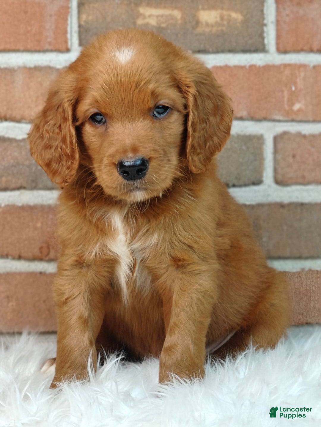 Goldendoodle dogs for sale: Ranger - Image 12