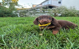 Miniature Dachshund dogs for sale: Miniature Dachshund 11 puppies - Image 1