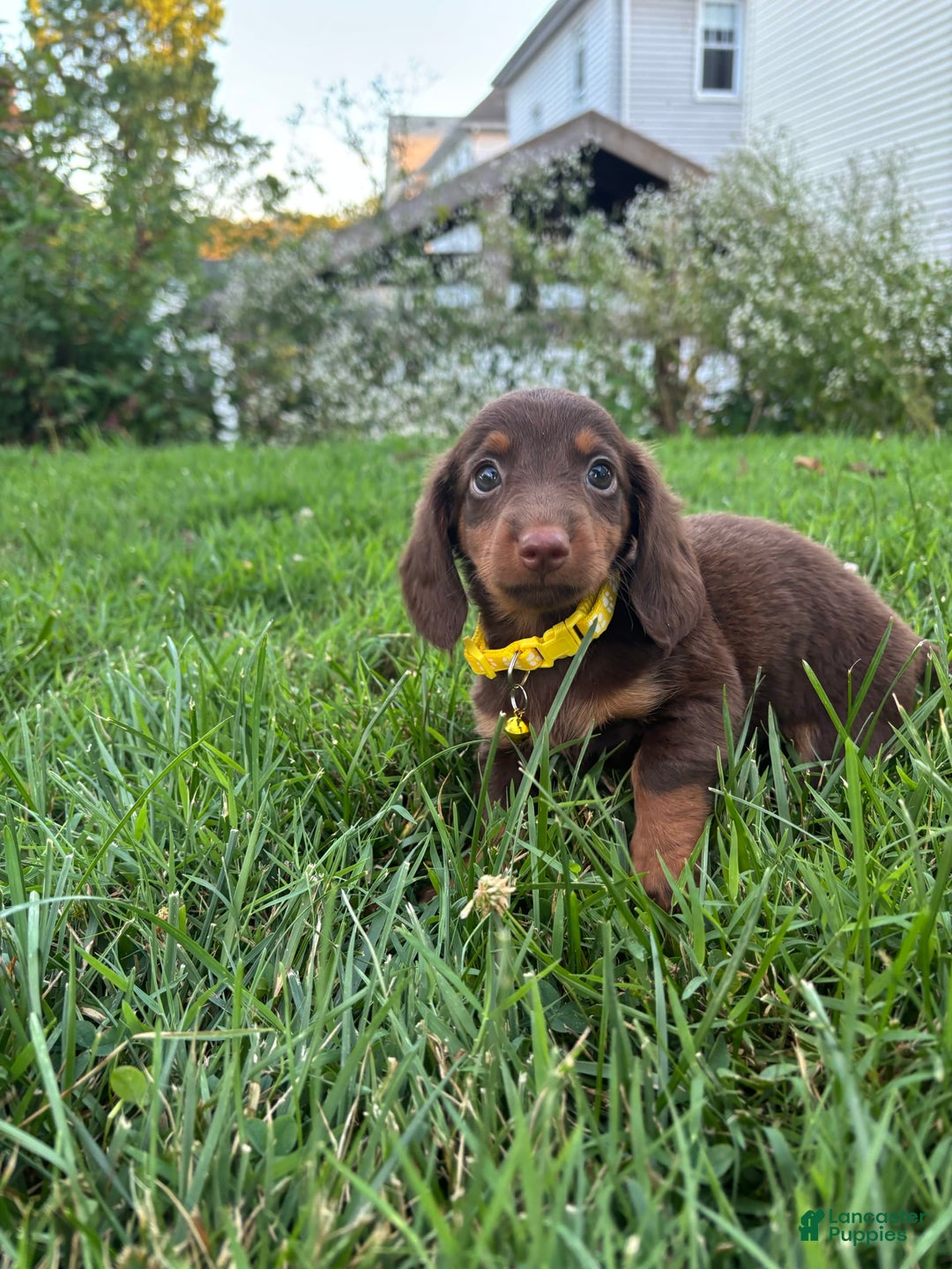 Miniature Dachshund dogs for sale: Miniature Dachshund 11 puppies - Image 1