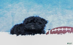 Shihpoo dogs for sale: Kia - Image 9