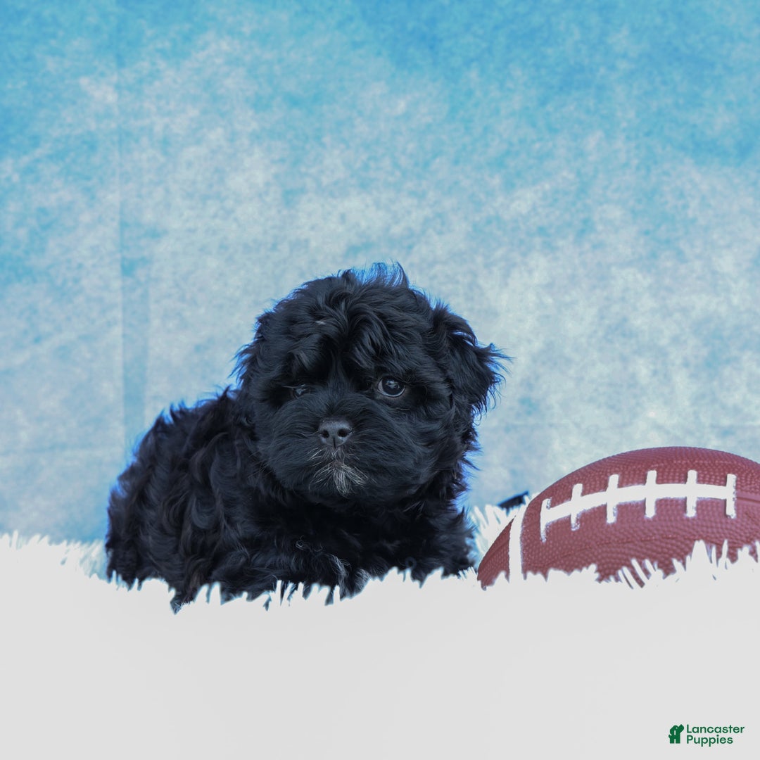 Shihpoo dogs for sale: Kia - Image 9