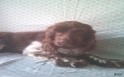 Cocker Spaniel dogs for sale: Chip - Image 7