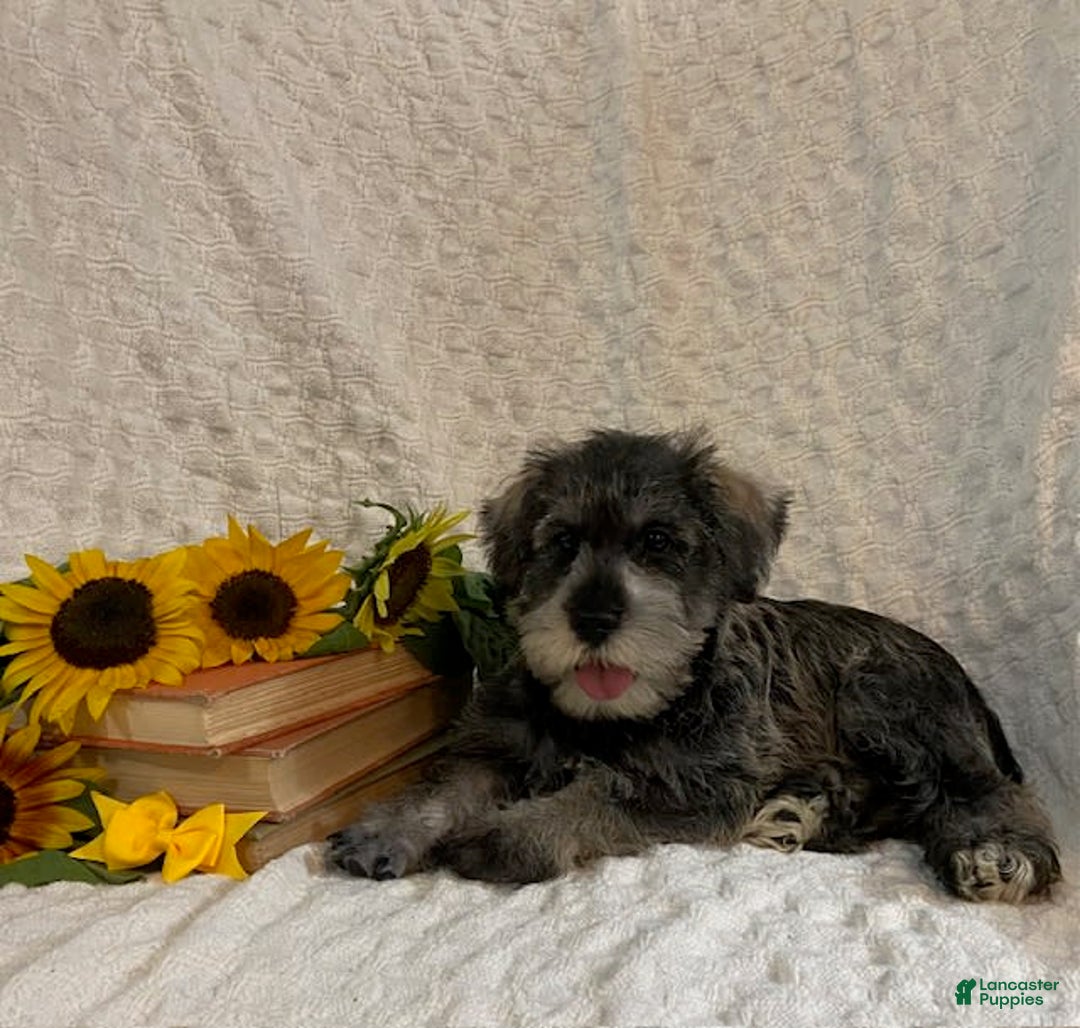 Miniature Schnauzer dogs for sale: Diamond - Image 1