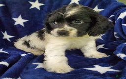 Cocker Spaniel dogs for sale: Nash - Image 19