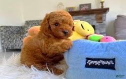Toy Poodle dogs for sale: Jack - Image 3
