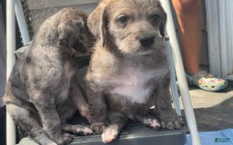 Great Dane dogs for sale: Rusty - Image 6
