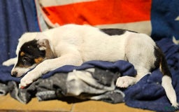 Border Collie dogs for sale: Gumbi - Image 26