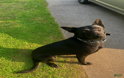 Belgian Malinois dogs for sale: Bruno - Image 5