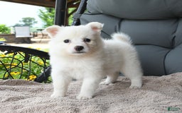 American Eskimo dogs for sale: Fifi - Image 3