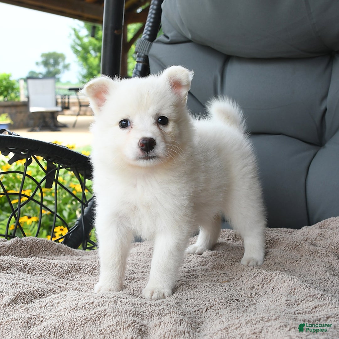 American Eskimo dogs for sale: Fifi - Image 3