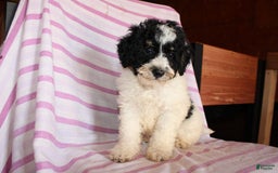 Cockapoo dogs for sale: Timmy - Image 6