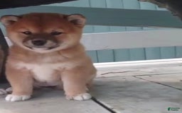 Shiba Inu dogs for sale: Daisy - Image 1