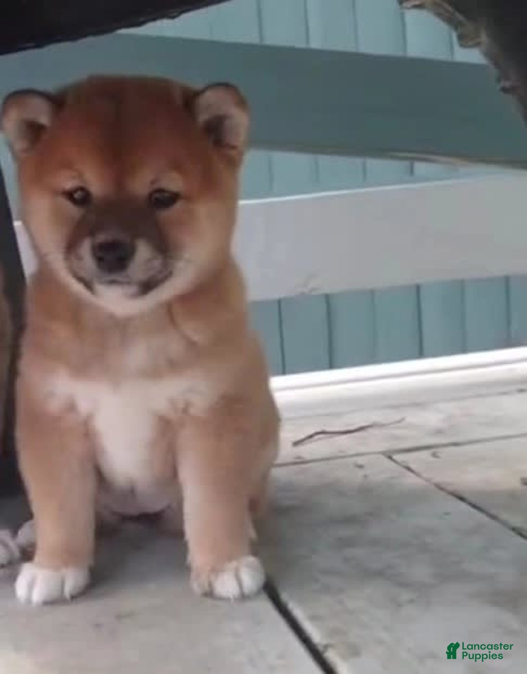 Shiba Inu dogs for sale: Daisy - Image 1