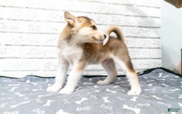 Alaskan Malamute dogs for sale: Sanji - Image 1