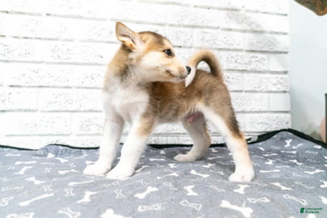 Alaskan Malamute dogs for sale: Sanji - Image 1