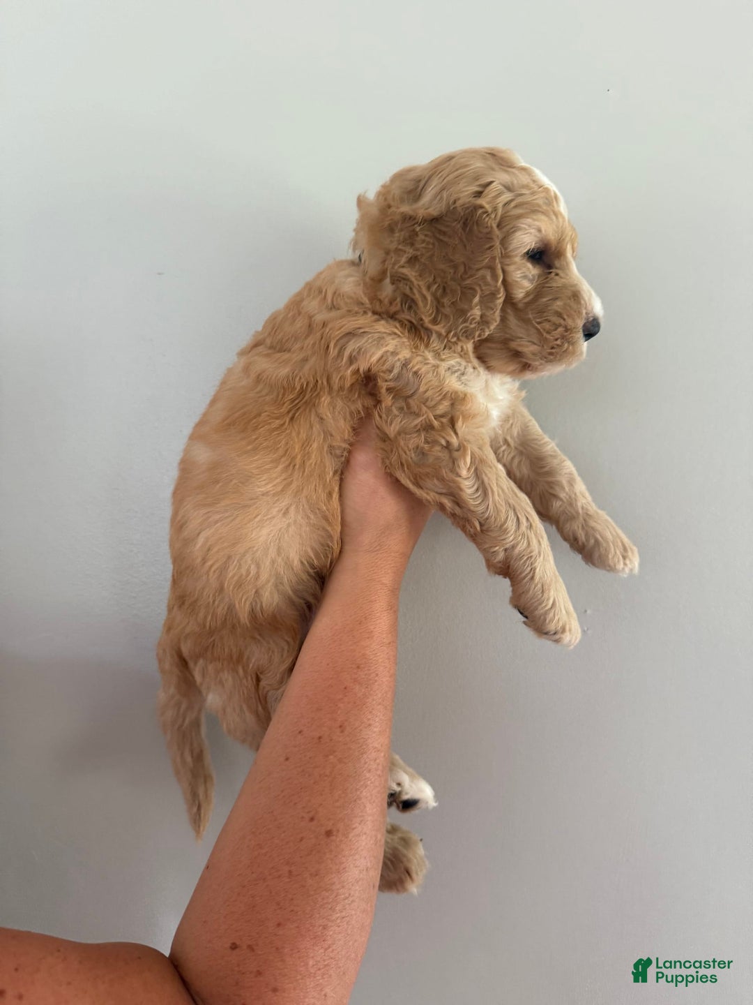 Bernedoodle dogs for sale: Black Collar - Image 5