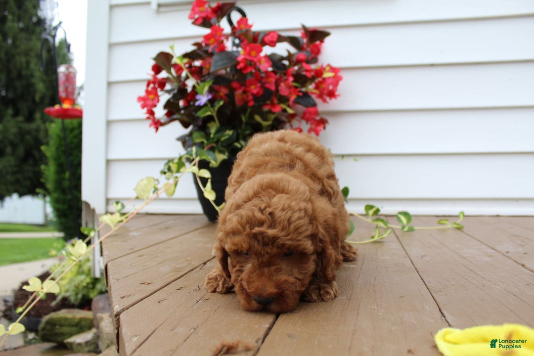 Mini Goldendoodle dogs for sale: Kris - Image 7