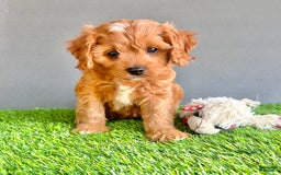 Cavapoo dogs for sale: Cooper - Image 3
