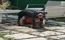 Rottweiler dogs for sale: Duke - Image 2