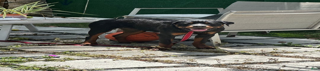 Duke