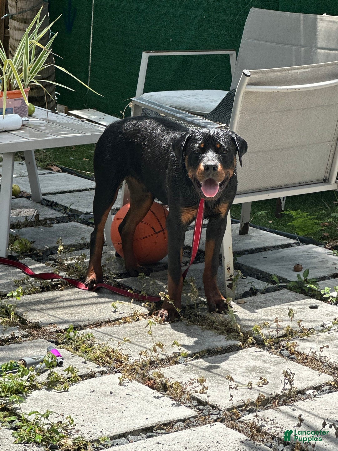 Rottweiler dogs for sale: Duke - Image 2