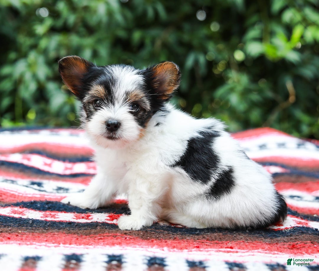 Yorkshire Terrier dogs for sale: Travis Teacup - Image 6