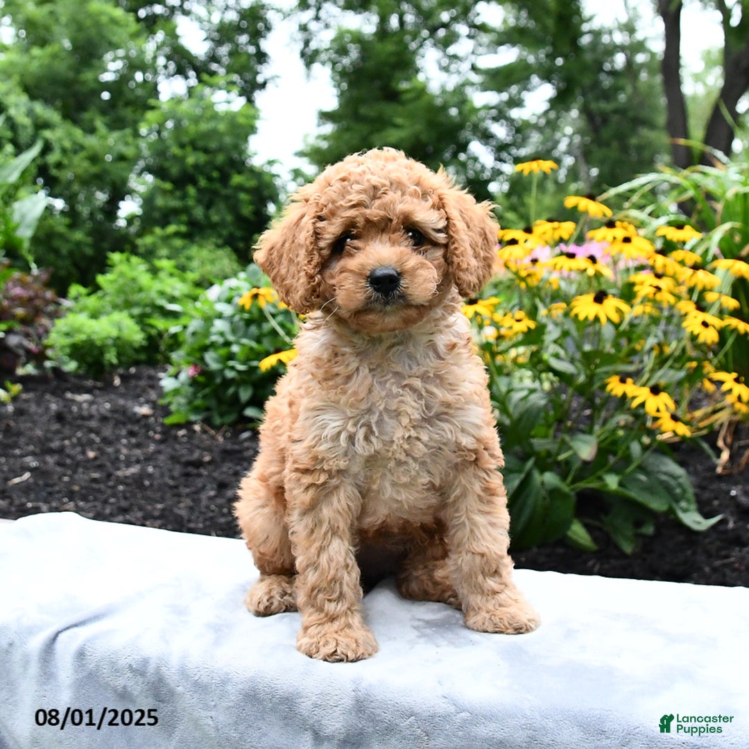 Cockapoo dogs for sale: Faith - Image 3