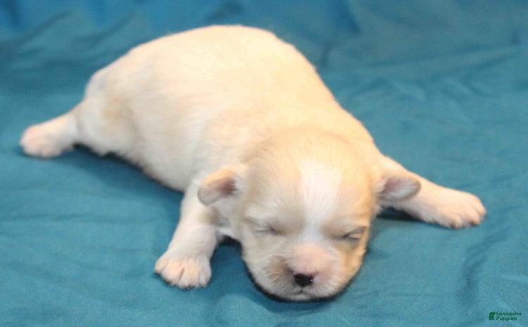 Shihpoo dogs for sale - Ad 3